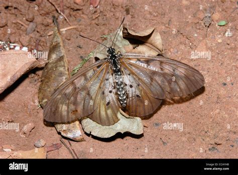 Butterfly (Acraea pentapolis: Acraeidae) puddling in rainforest, Ghana Stock Photo - Alamy