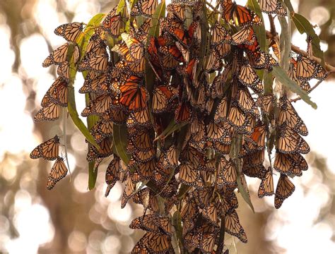 Monarch Butterfly Grove, Pismo Beach, California | Sierra Club