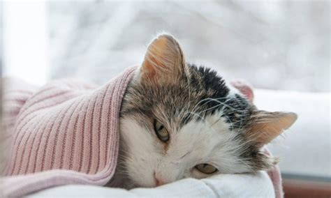 Silent Signs Cat Is Sick (Even If It Seems Healthy) | Reader's Digest