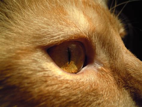 Cat Eye Infections: What You Need to Know