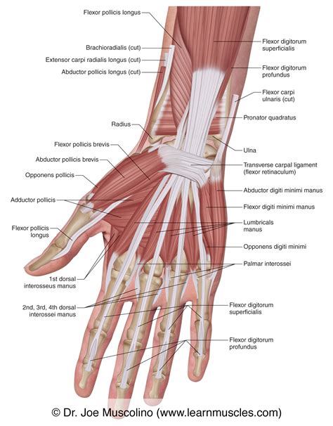 Muscles of the Anterior Hand - Superficial View - Learn Muscles
