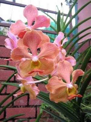 Exotic Flowers, Amazing Flowers, Beautiful Flowers, Lovely, Art Beauté, Orquideas Cymbidium ...