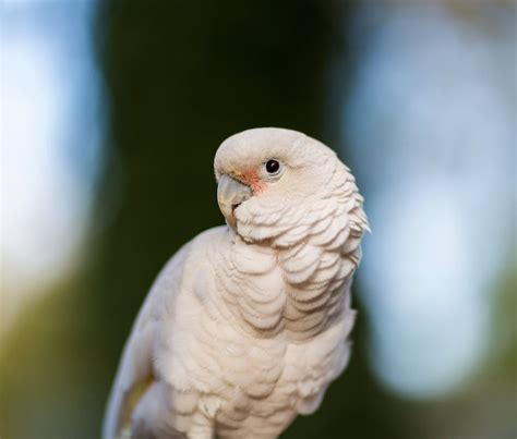 Goffin’s cockatoo named third species that carries…