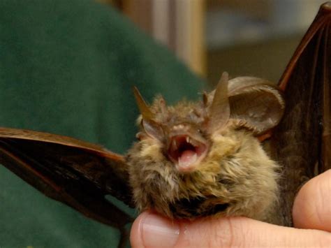 Bat lyssavirus, transmission and risks: the study - Pledge Times