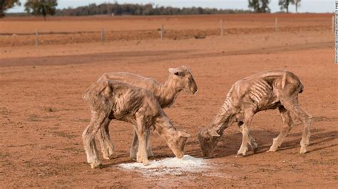 Farm animals suffer in Australian state's '100% drought' - CNN Video