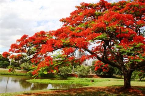 Bunga Flamboyan (Ciri, Klasifikasi dan Manfaatnya)