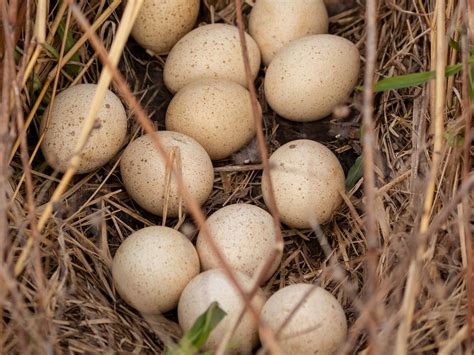 Wild Turkey Nesting (Behavior, Eggs + Location) | Birdfact