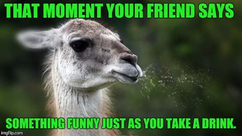 Funny spitting llama - Imgflip