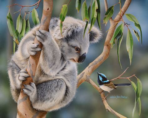 Juvenile Koala (Phascolarctos cinereus) and a Male Superb Fairy-wren (Malurus cyaneus ...