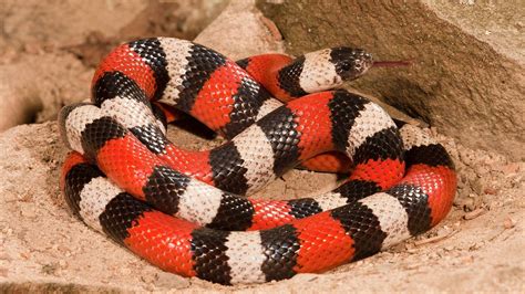 Milk Snake: Harmless Yet Colored for Danger | HowStuffWorks