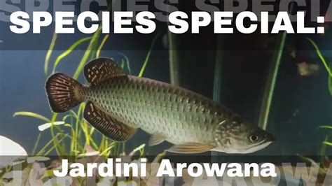 SPECIES SPECIAL: The Jardini Arowana - YouTube