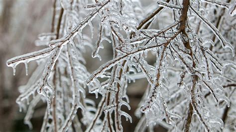 VINS Presents Why Ice Storms Are Not Cool - Vermont Institute of Natural Science