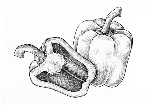 Download premium illustration of Hand drawn fresh bell peppers 1200295 | How to draw hands ...