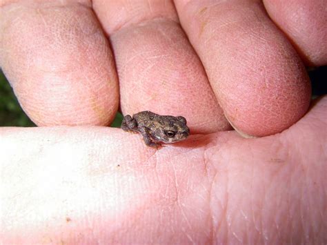 Adams County, Ohio - Nature & Outdoor Notebook: What species -tree frog?