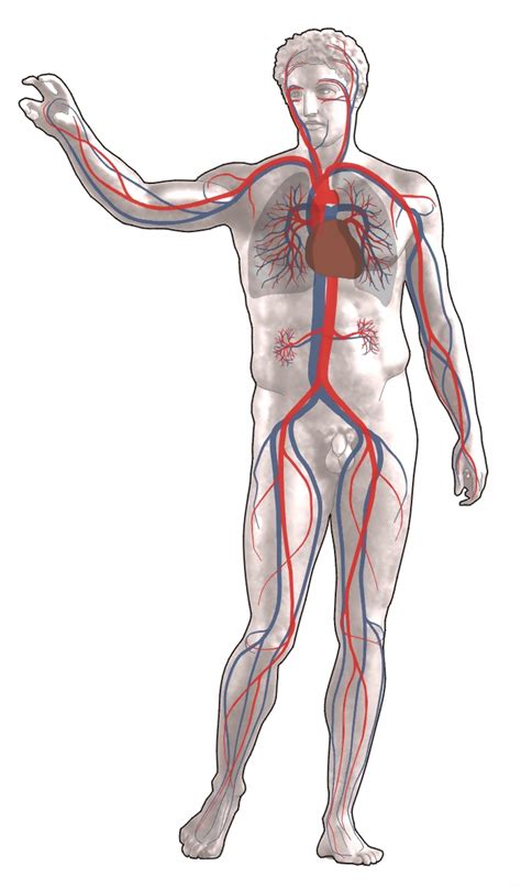 Physiology of Circulation | Boundless Anatomy and Physiology