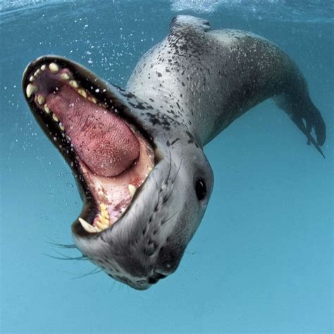 FOCA LEOPARDO en Georgia del Sur, en la Antártida. | Leopard seal, Oceans of the world, Ocean day