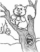 Get This Printable Image Of Squirrel Coloring Pages T2o1m sketch template