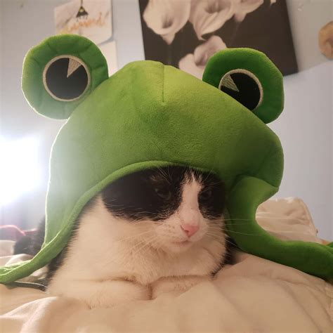 Download Frog Hat Cute Cat PFP Wallpaper | Wallpapers.com