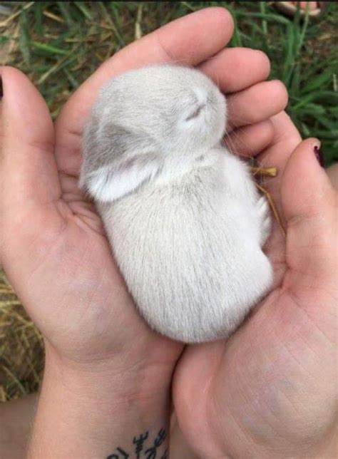 smol bunny : r/aww