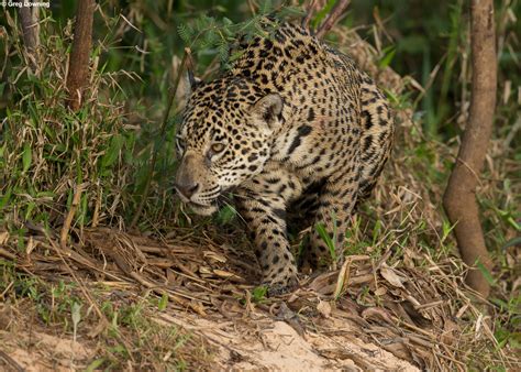 Pantanal Photography Tour - Wildlife, Birds, Jaguars