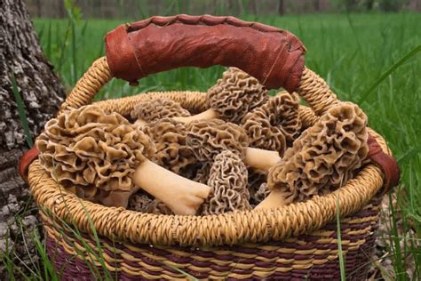 2024 Guide to Morel Mushroom Hunting in Michigan This Spring