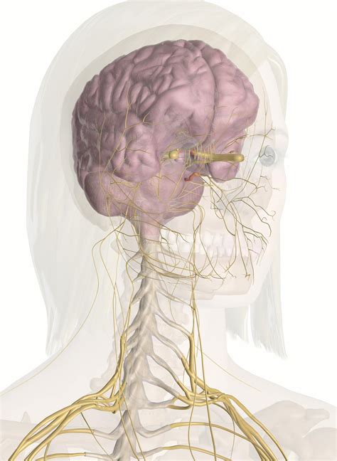 The Nerves of the Head and Neck: 3D Anatomy Model