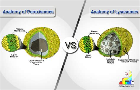 Difference Between Peroxisomes And Lysosomes | Diffeology