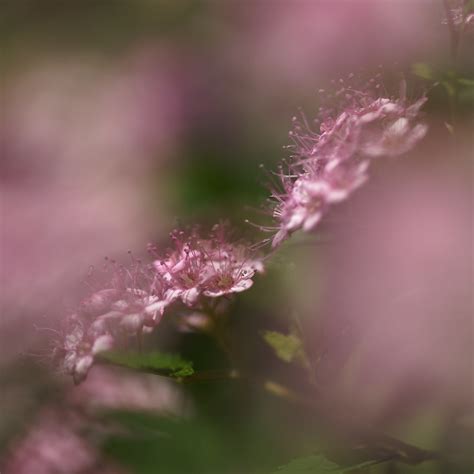 71 flowers My Garden | Taken in June 2011. Another unidentif… | Flickr