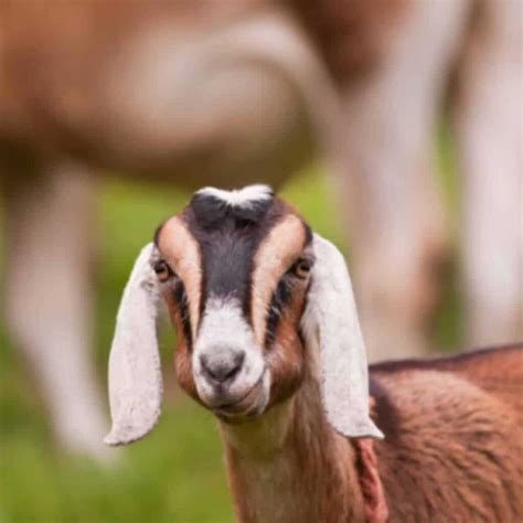 Best Goat Breeds to Keep as Pets on a Small Homestead - Boots & Hooves ...