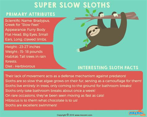 Top 10 facts about Sloths - noorpharma.af