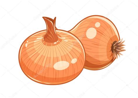 Couple onion vector illustration eps10 isolated white — Stock Vector ...