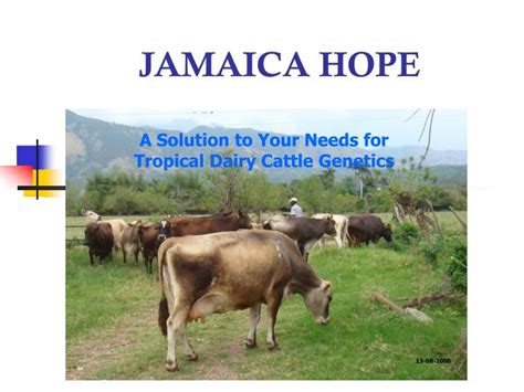 PPT - JAMAICA HOPE PowerPoint Presentation - ID:5155923