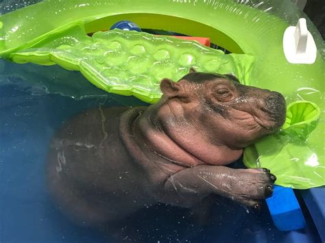 Hippo Baby Fiona Updates – The Cincinnati Zoo & Botanical Garden | Baby ...