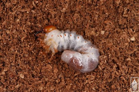 Giant Stag Beetle (Lucanus elaphus) larva. – USBeetles