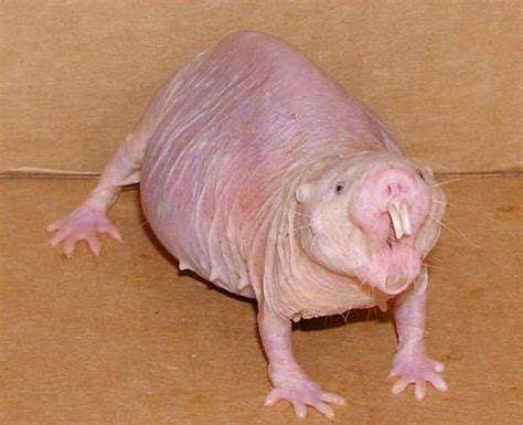 Ugly Animals: Top 10 Ugly Animals | HubPages