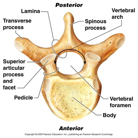 Classification of Bones | Anatomy and physiology, Vertebrae, Osteology