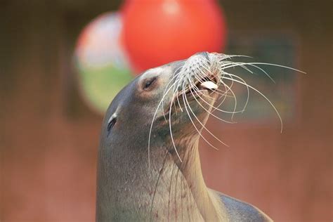 Gastronomic Delights of Sea Lions: What Do Sea Lions Eat? - Feeding Nature