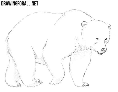 How to Draw a Bear