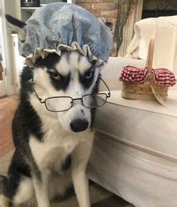 14 Funny Husky Costumes for Halloween - PetPress