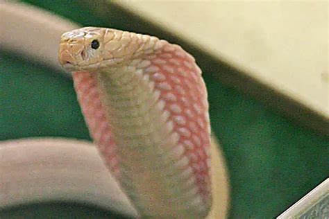 Albino King Cobra- Rarest Venomous Snake: Wiki & Facts