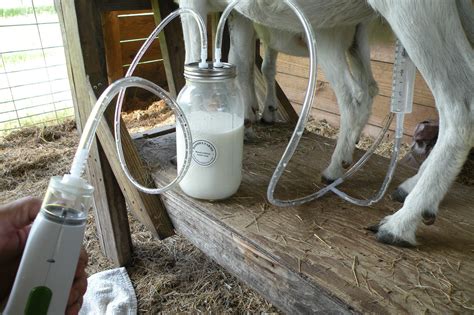 How-to-Build-a-Cow-Milking-Machine-