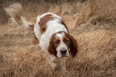 Irish Red and White Setter Dog Breed Information