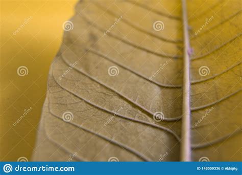 Beautiful Close Up of Yellow Leaf Texture Pattern Background ...