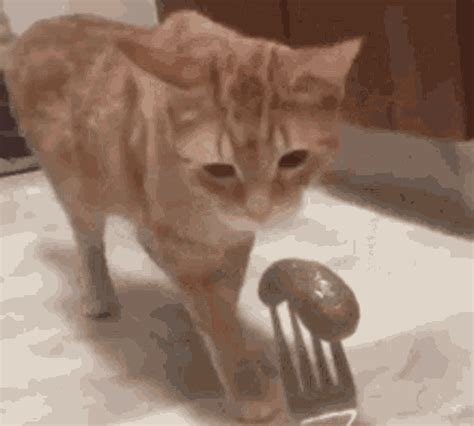 Ew Cat GIF - Ew Cat Puke - Descubre y comparte GIF