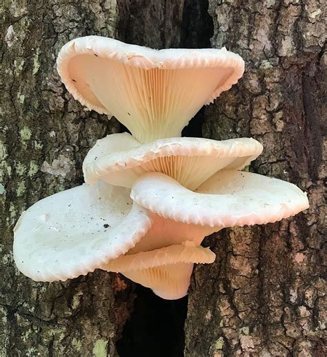 Oyster Mushrooms - Eat The Weeds and other things, too