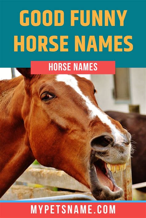 Good Funny Horse Names | Funny horse names, Funny horse, Horse names