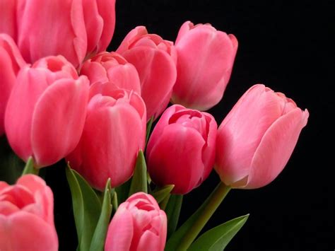 Pink Tulips wallpaper | 1152x864 | #83334