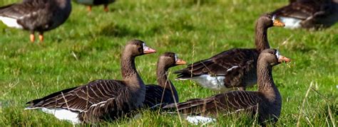 Bird Watching Ireland, Birding Wexford Wildfowl Reserve