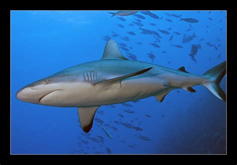 Grey Reef Shark Reef Shark, Shark Bites, Sharks, Sea Life, Dolphins, Critter, Hunter, Happiness ...