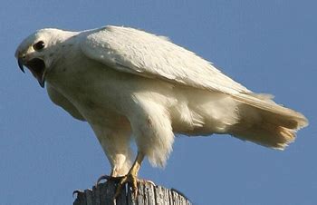 Rare White Eagle Stirs Souls | Audubon